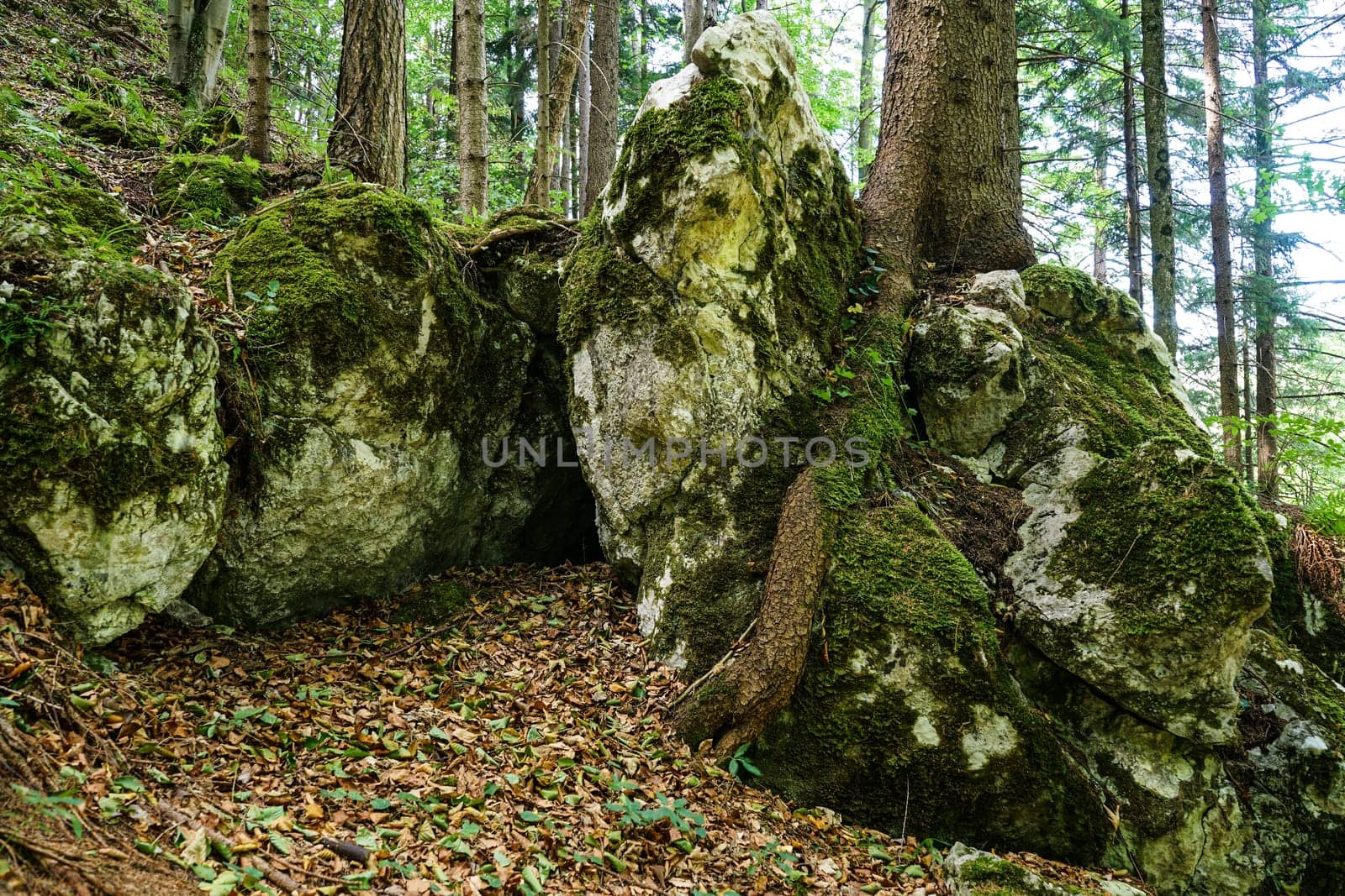 Forest,landscape with needlebuilding and moss-covered stones