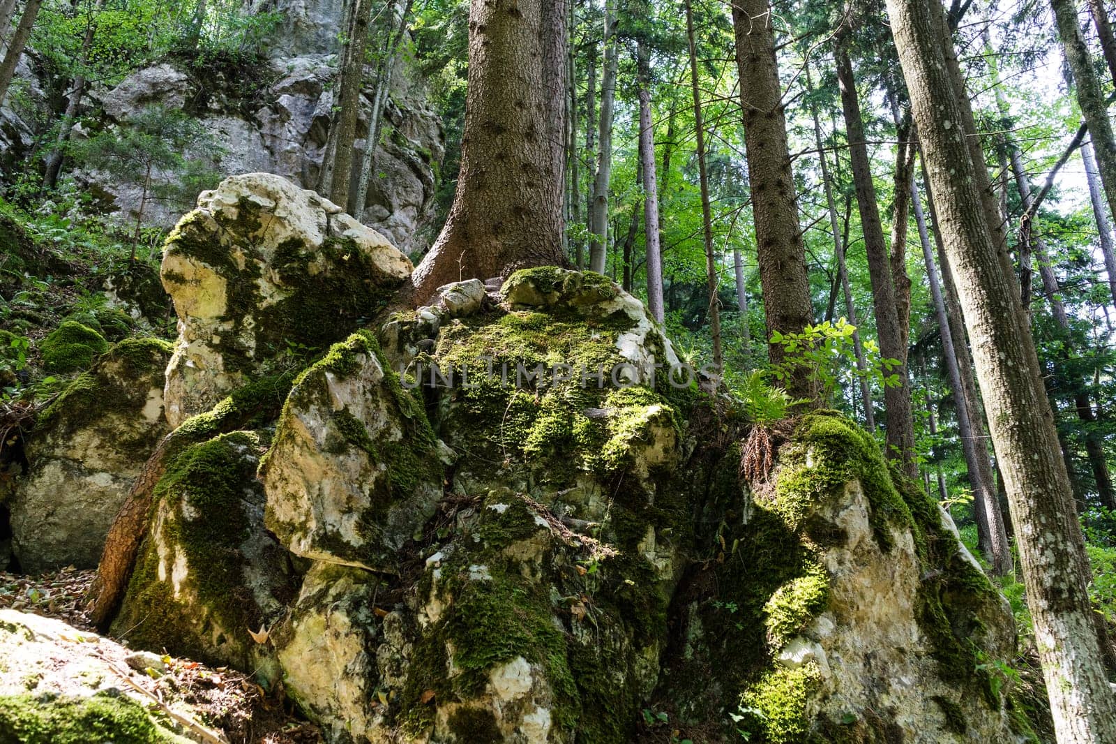Forest,landscape with needlebuilding and moss-covered stones