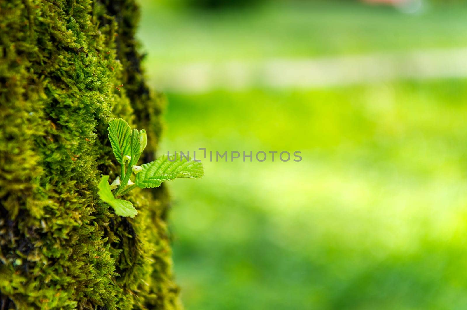 Moss on a tree.
