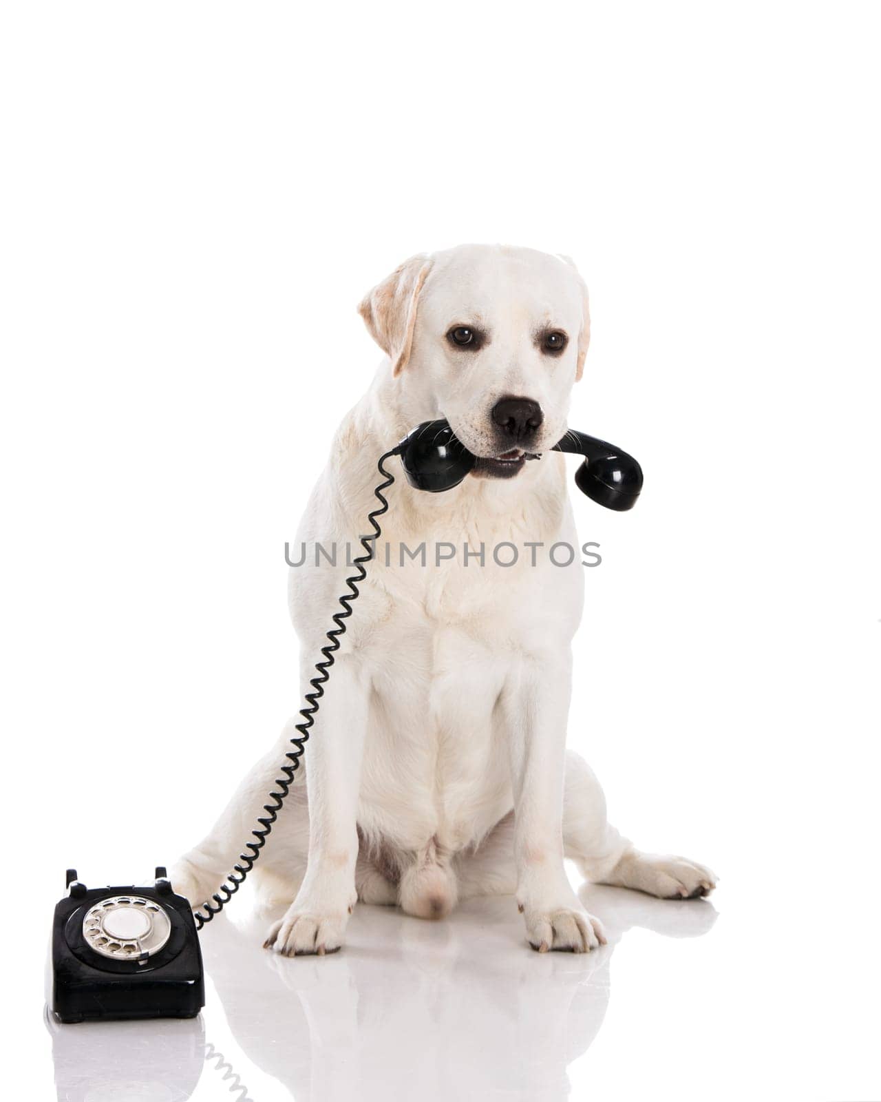 Beautiful labrador dog holdiing a phone .