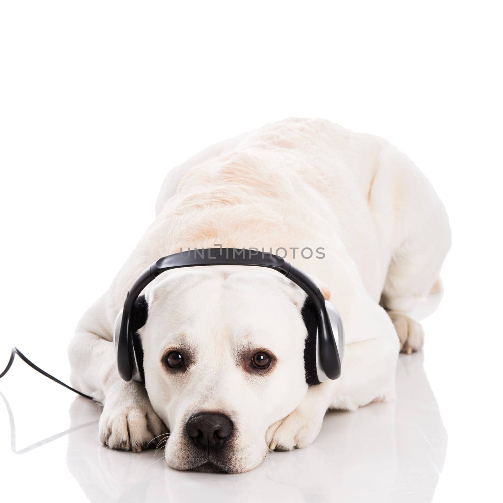 Beautiful labrador dog lying and listen music