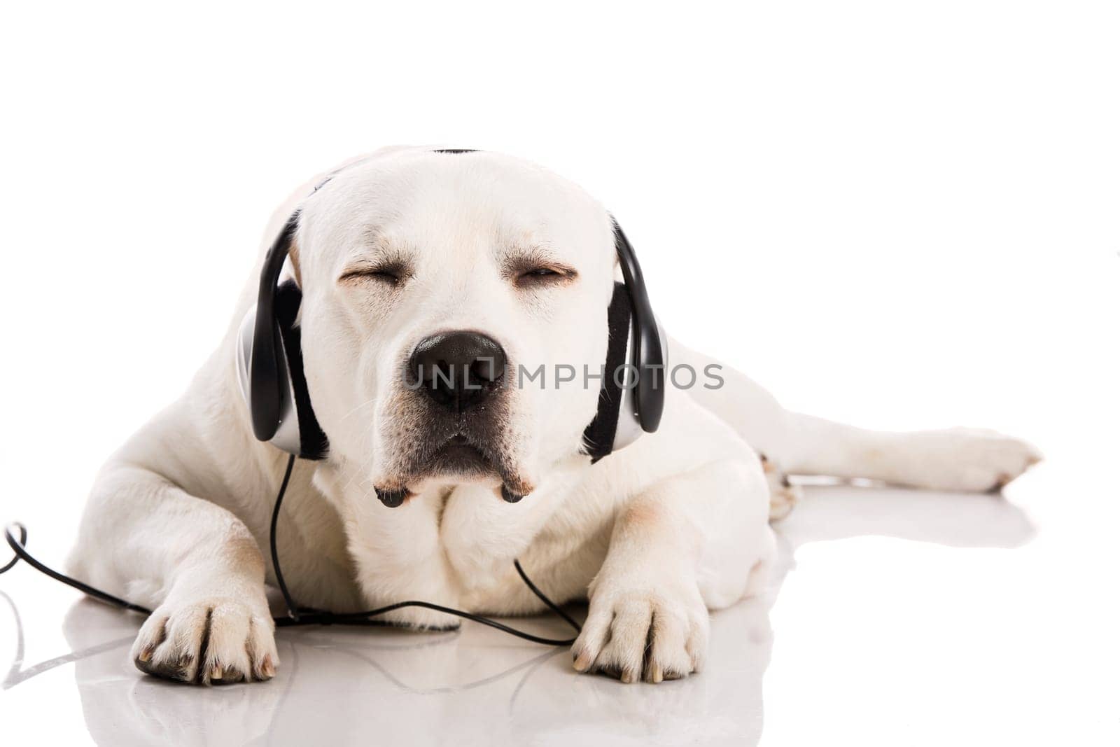 Beautiful labrador dog lying and listen music