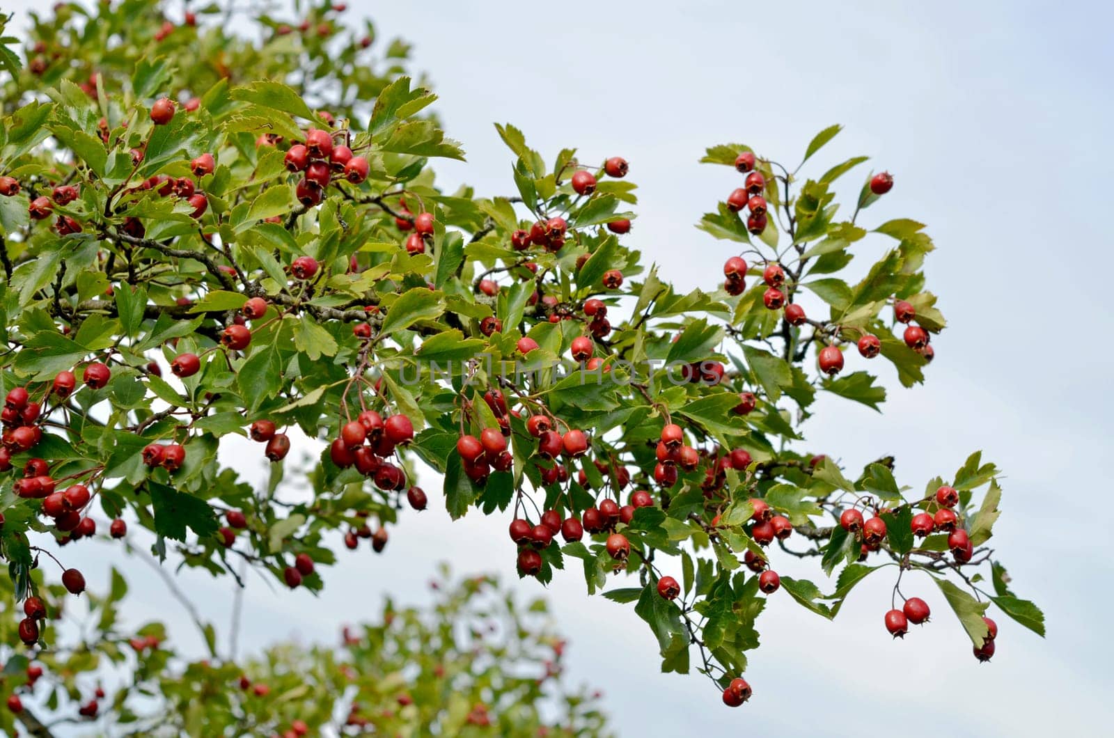 Hawthorn