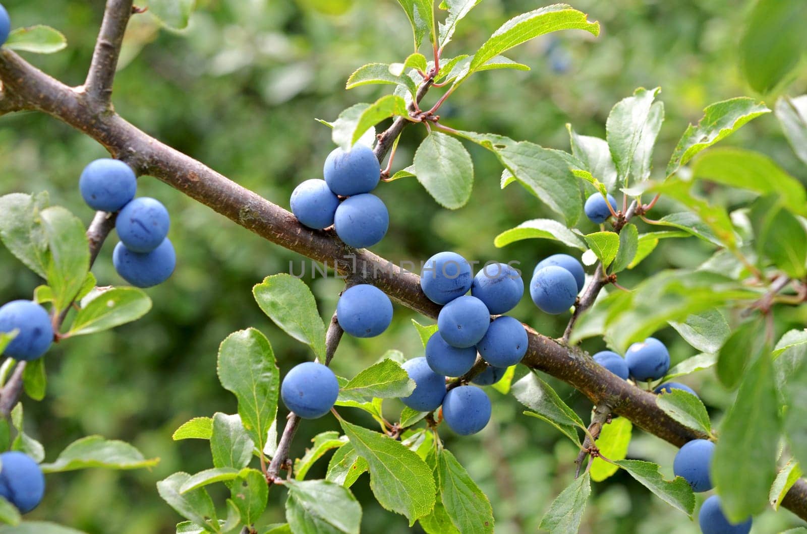 Blackthorn