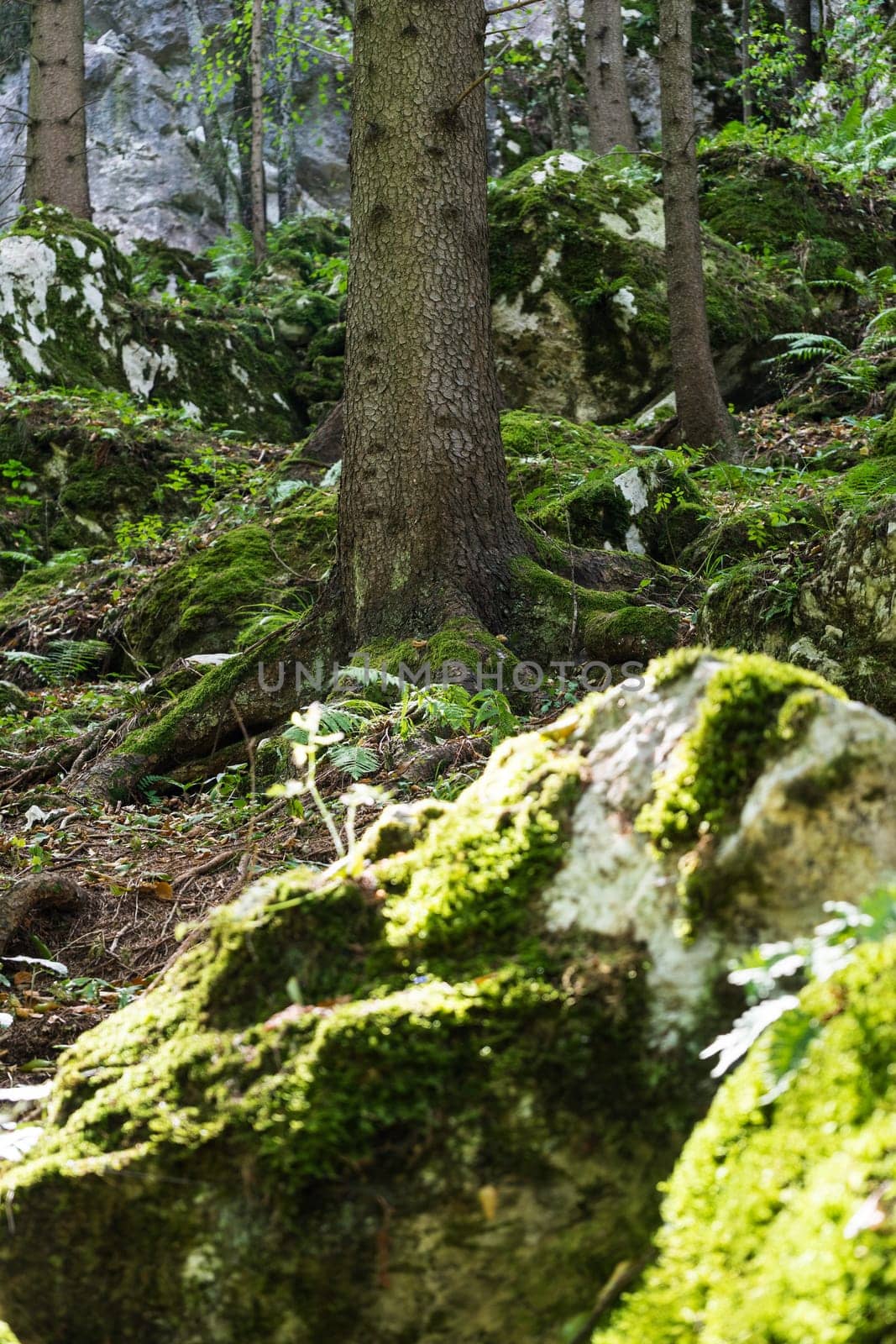 Forest,dreamlike landscape with conifer and moss-covered stones