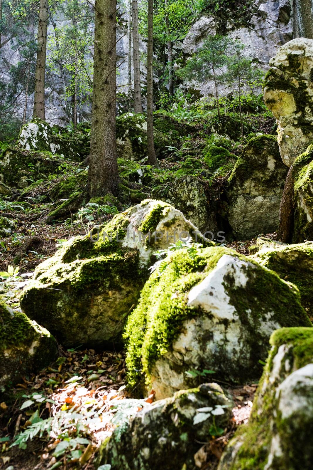 Forest,dreamlike landscape with conifer and moss-covered stones