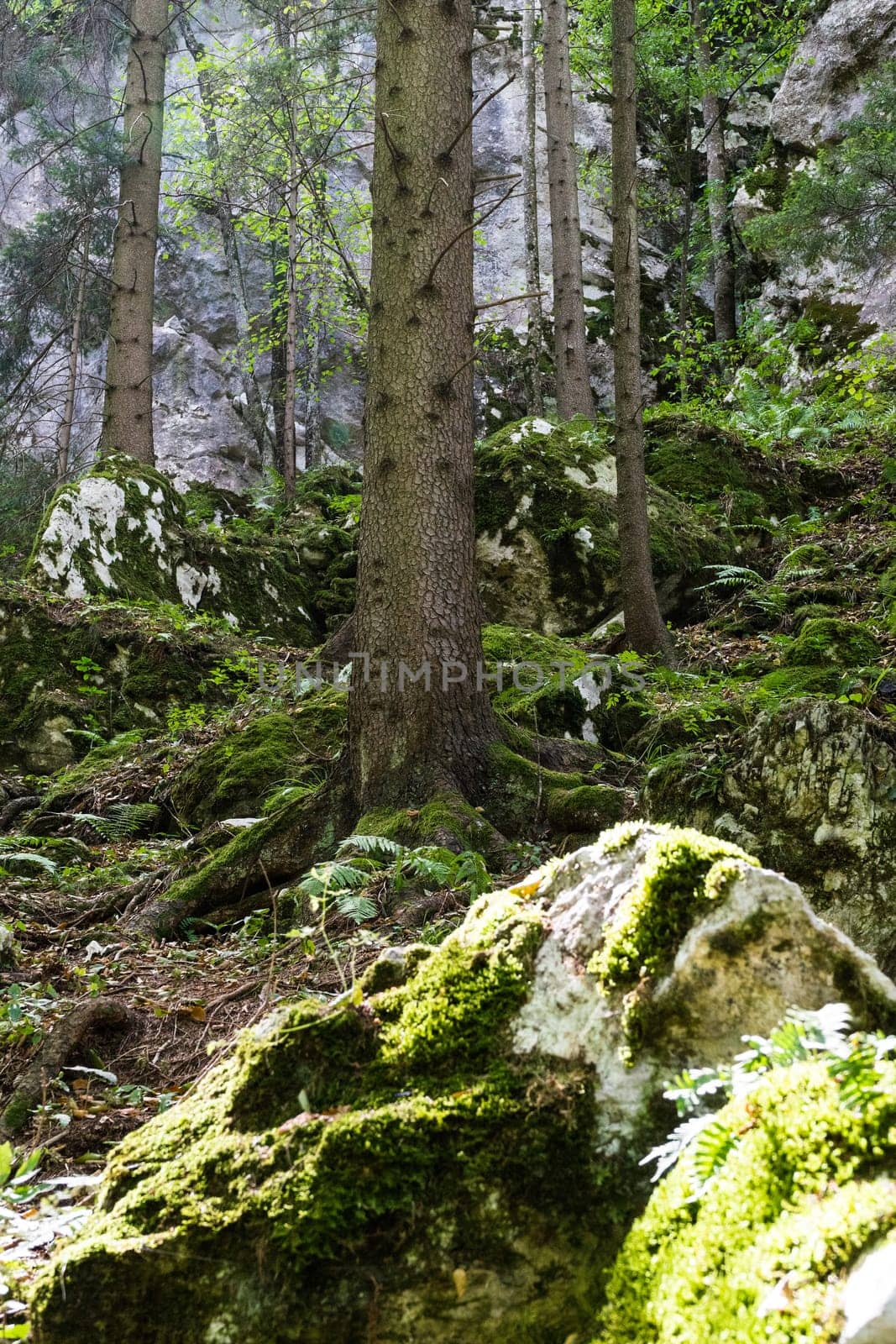Forest,dreamlike landscape with conifer and moss-covered stones
