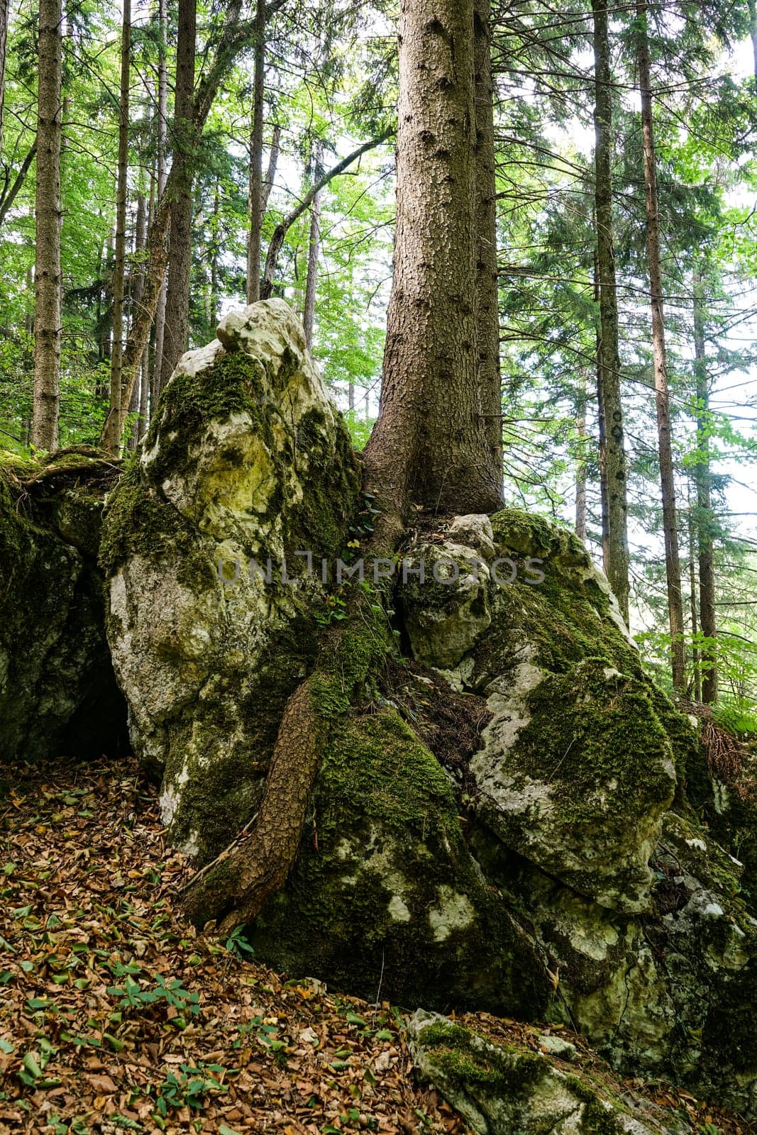 Forest,dreamlike landscape with conifer and moss-covered stones