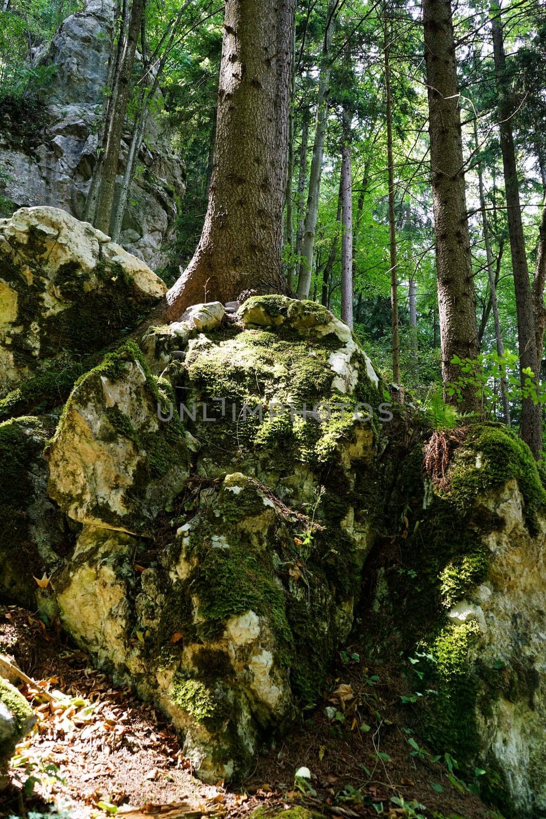 Forest,dreamlike landscape with conifer and moss-covered stones