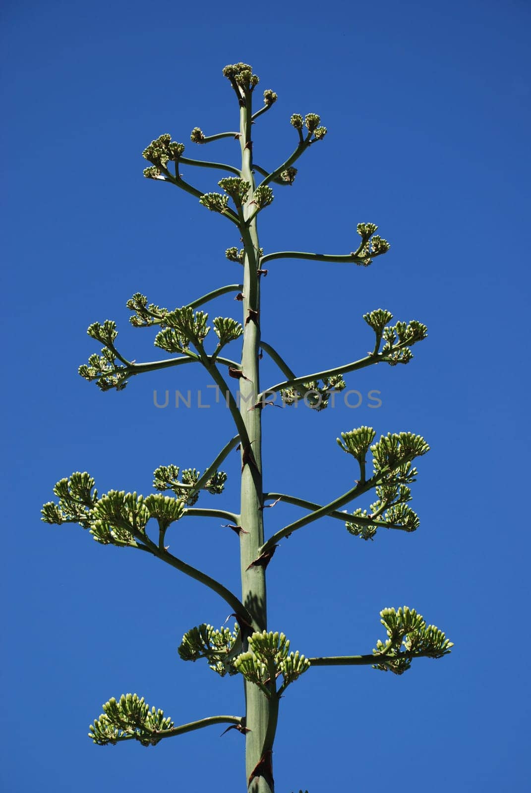 Agave Americana Flowers Inflorescence Tree Essential Oil Mexico USA Agaven