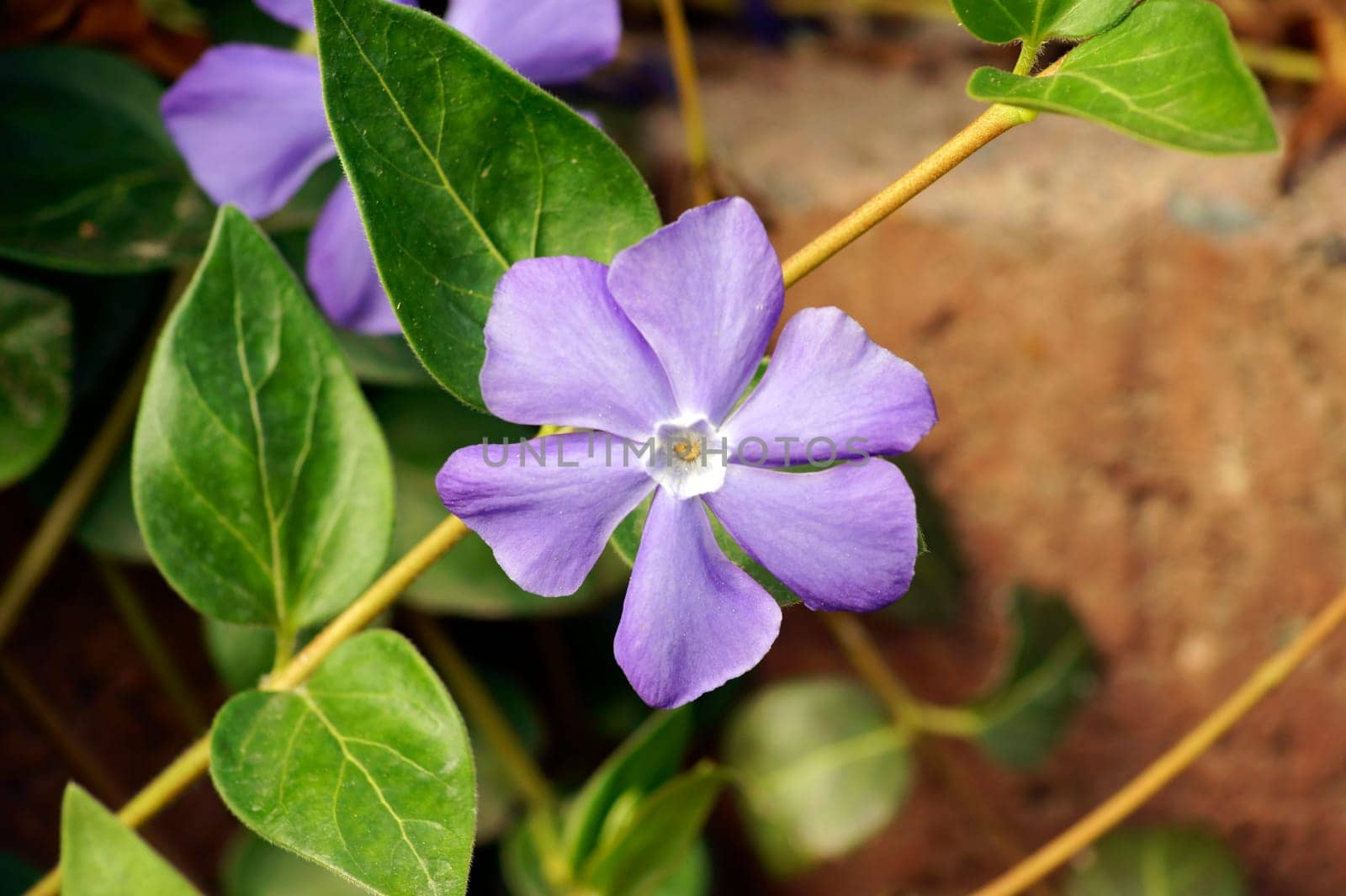The purple flower of the little evergreen shrub on the ground.