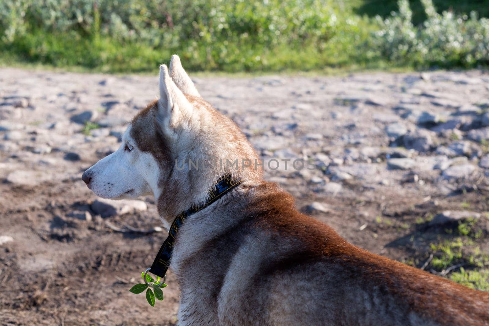 Husky dog portrait in profile on the nature.