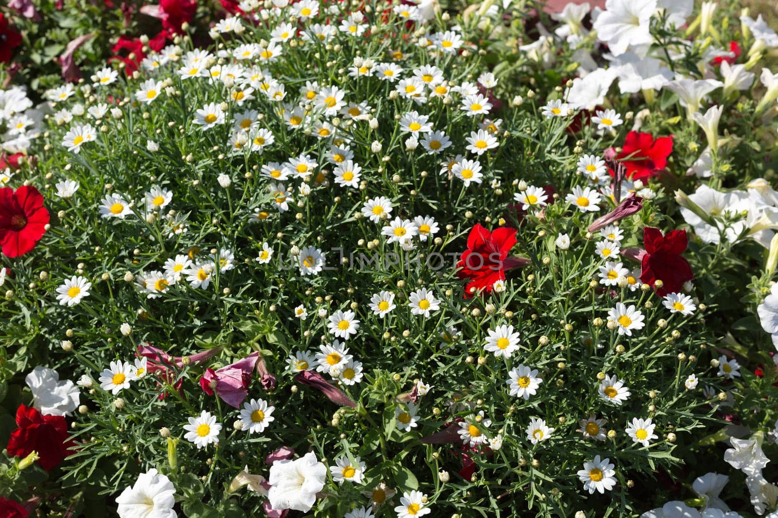 Background of the daisies with red flowers in the flowerbed.