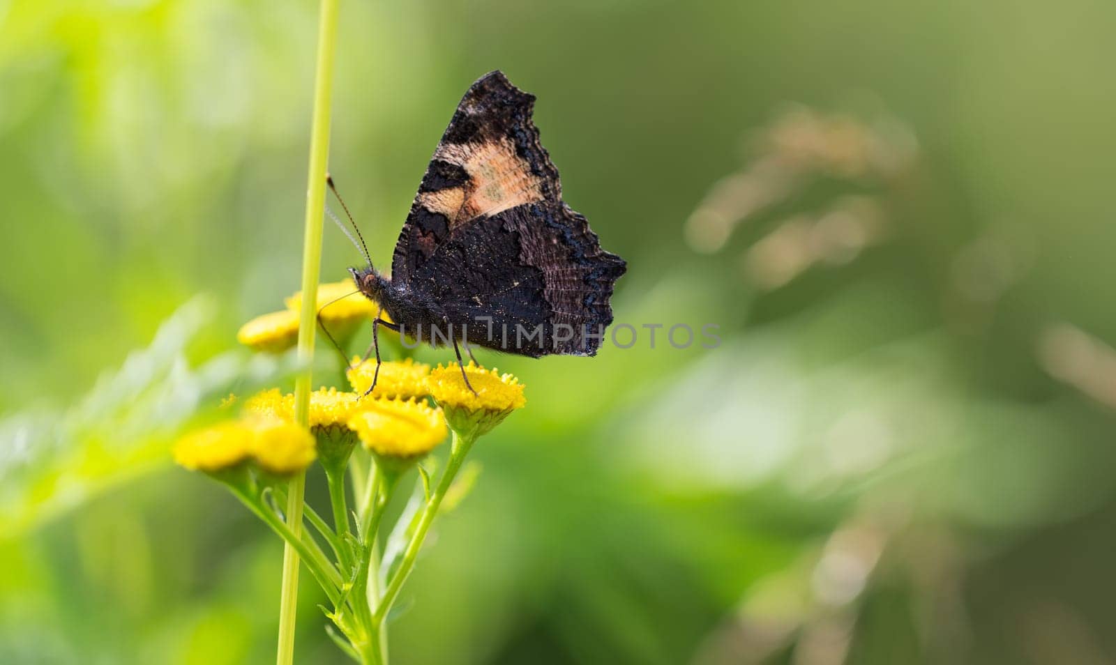 Butterfly on a yellow flower on a background of foliage.