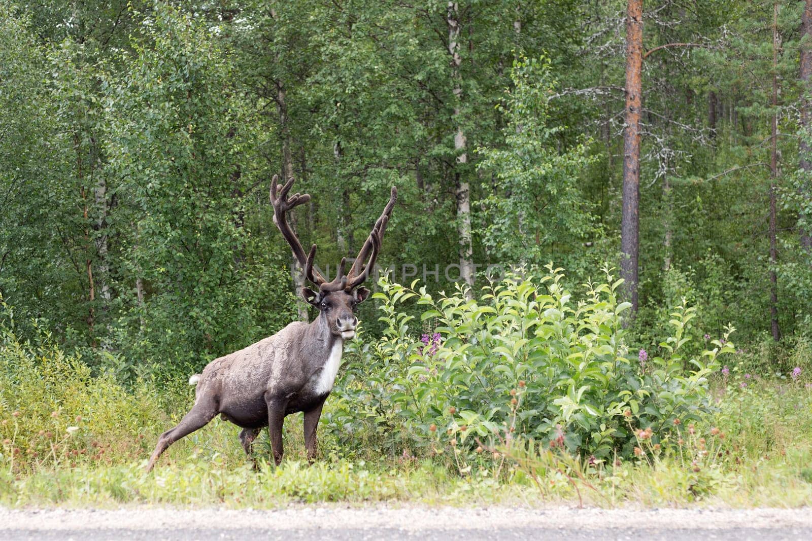 Reindeer on the roadside with interest looks in the picture. Finland. Lapland.