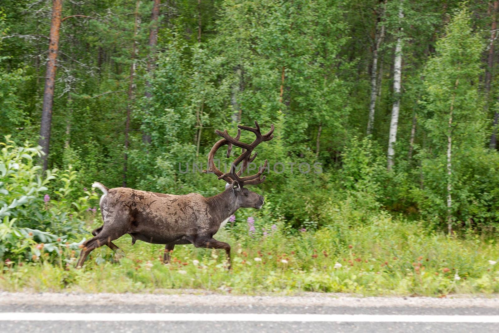 Reindeer running on the side of the road in the green forest. Finland. Lapland.