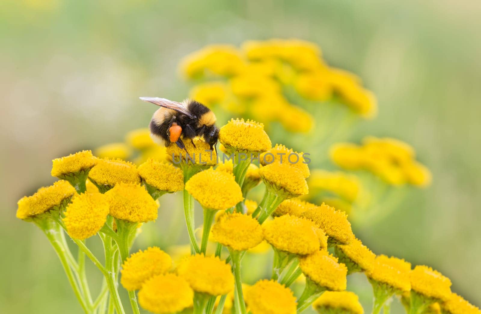 Bumblebee on a wild yellow flower collecting pollen.