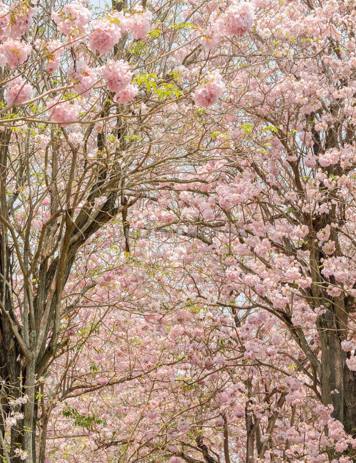 Pink flower of Trumpet or Tabebuia tree in full bloom