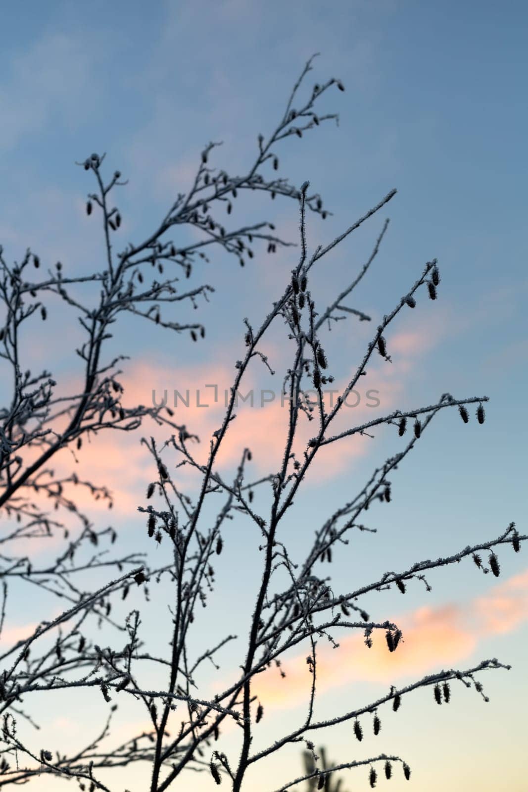 Branches with hoarfrost on a background of the sunset sky.