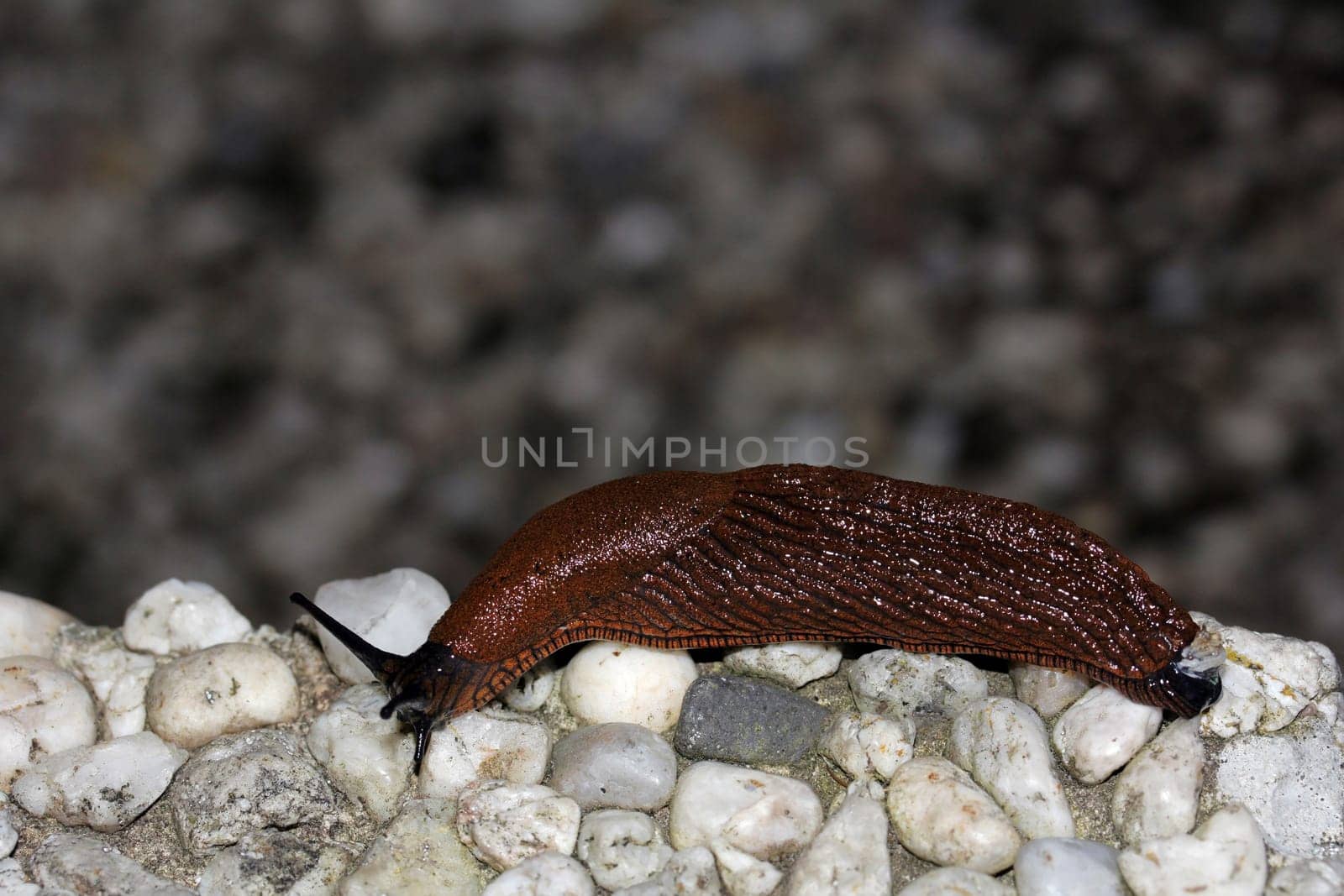 A nudibranch likes to travel in humidity and darkness