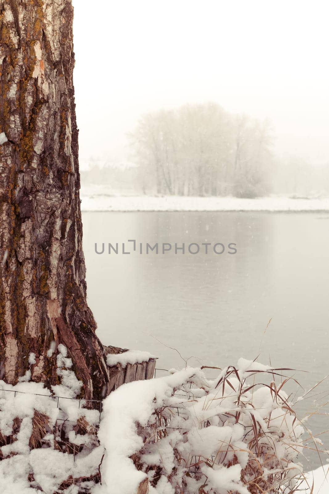 Fresh snow at the base of a tree with a misty scene in the background.