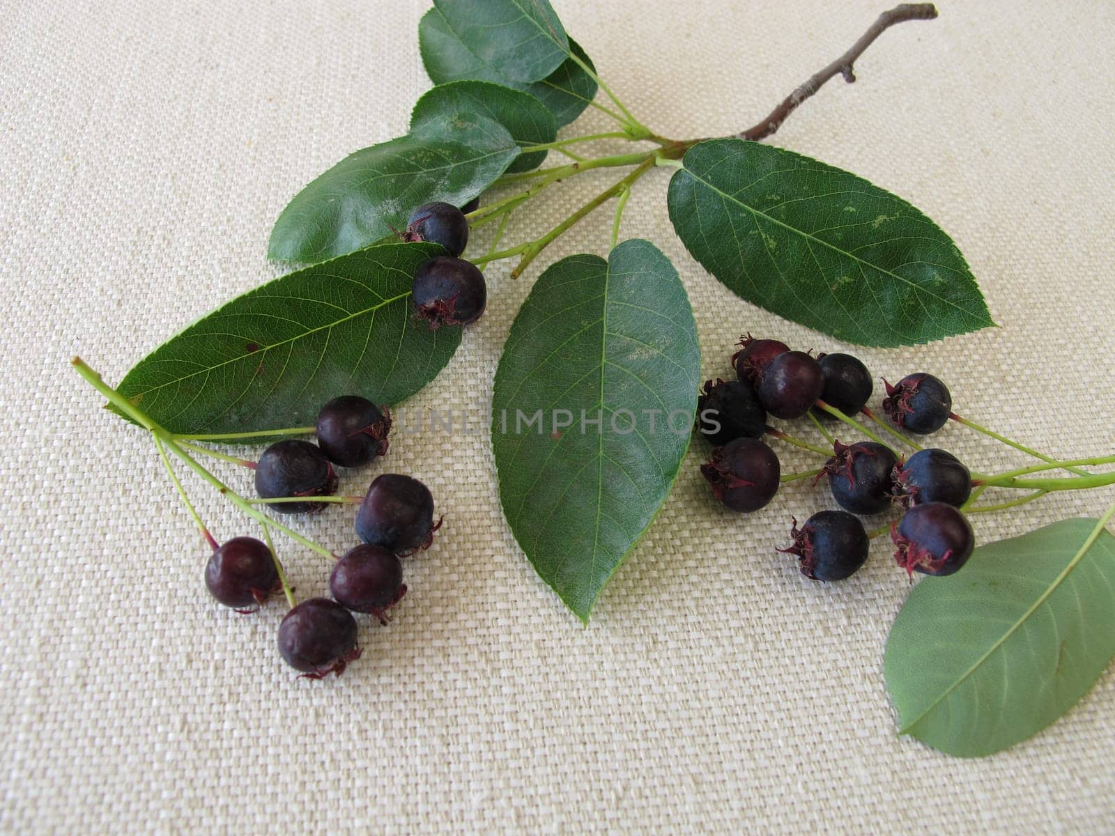 Mature rock pears