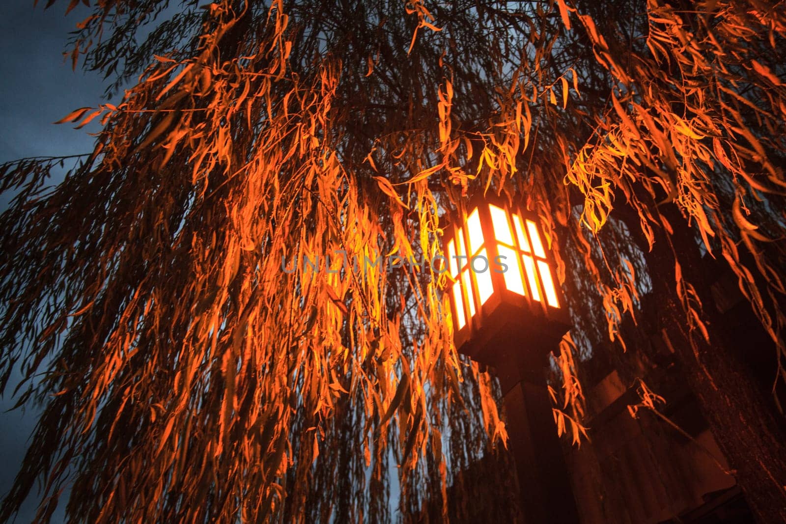 Kyoto, Japan - NOV 25, 2013