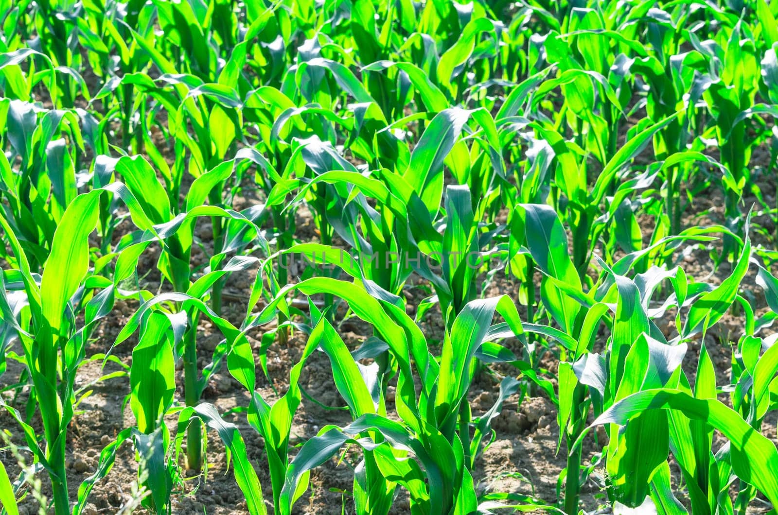 Corn plants in a corn field in the sun..
