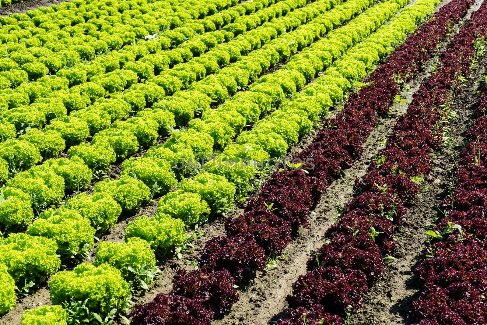 Salad in the field,agricultural field with fresh picking salad
