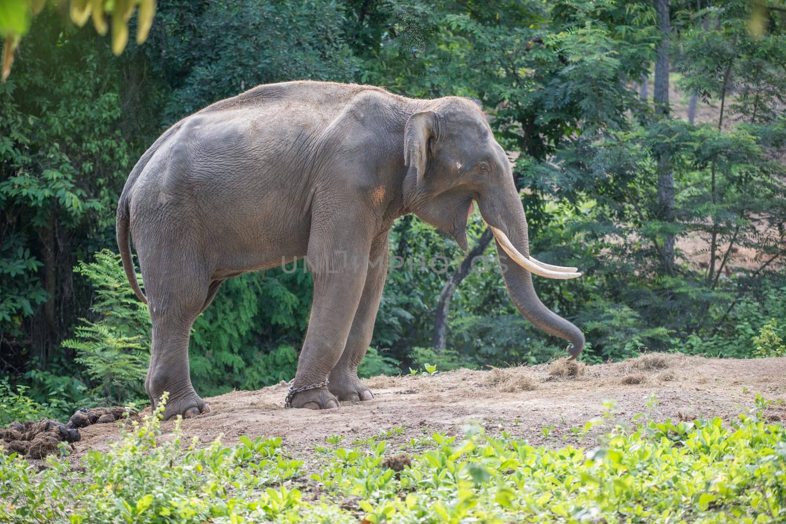 male asia elephent tether with chain in thailand