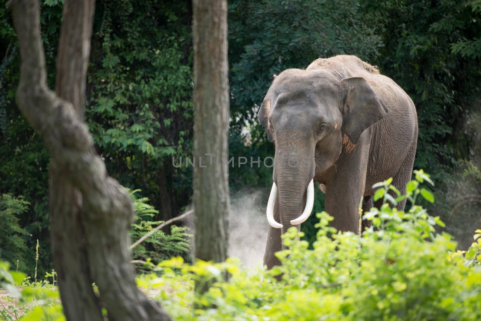 male elephant in the forest