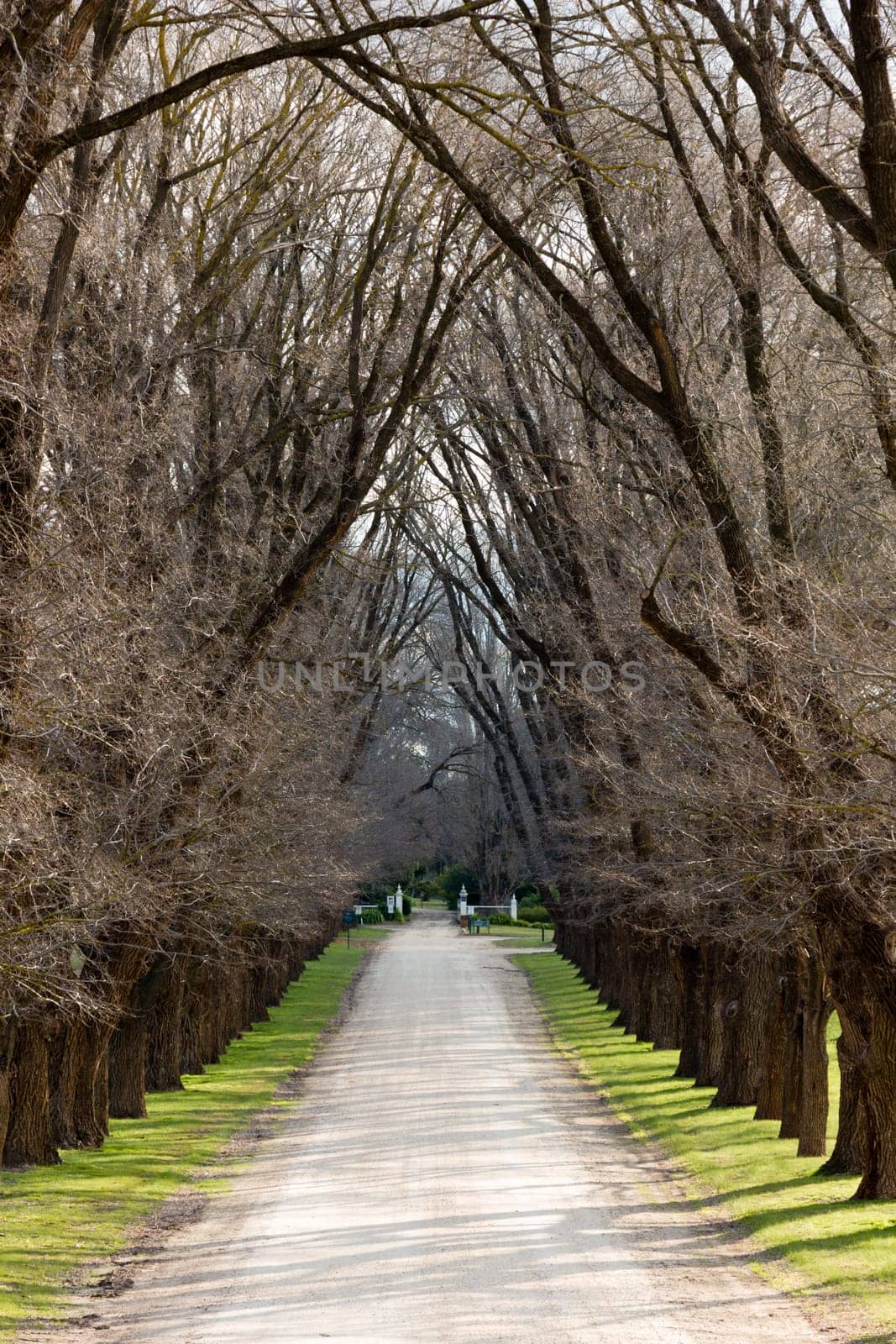 A gravel laneway lined with large trees on both sides.