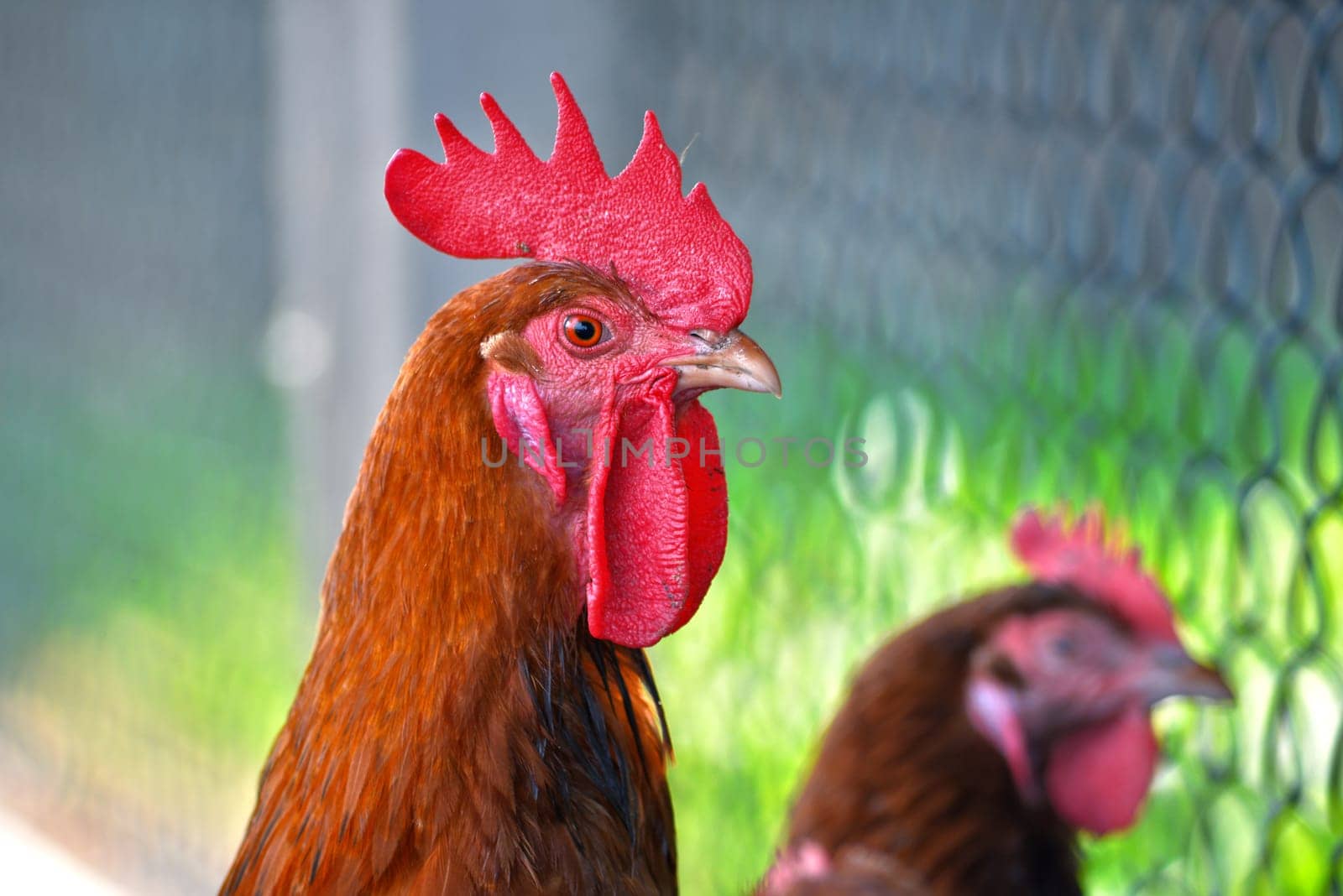 Rooster on free range poultry farm.