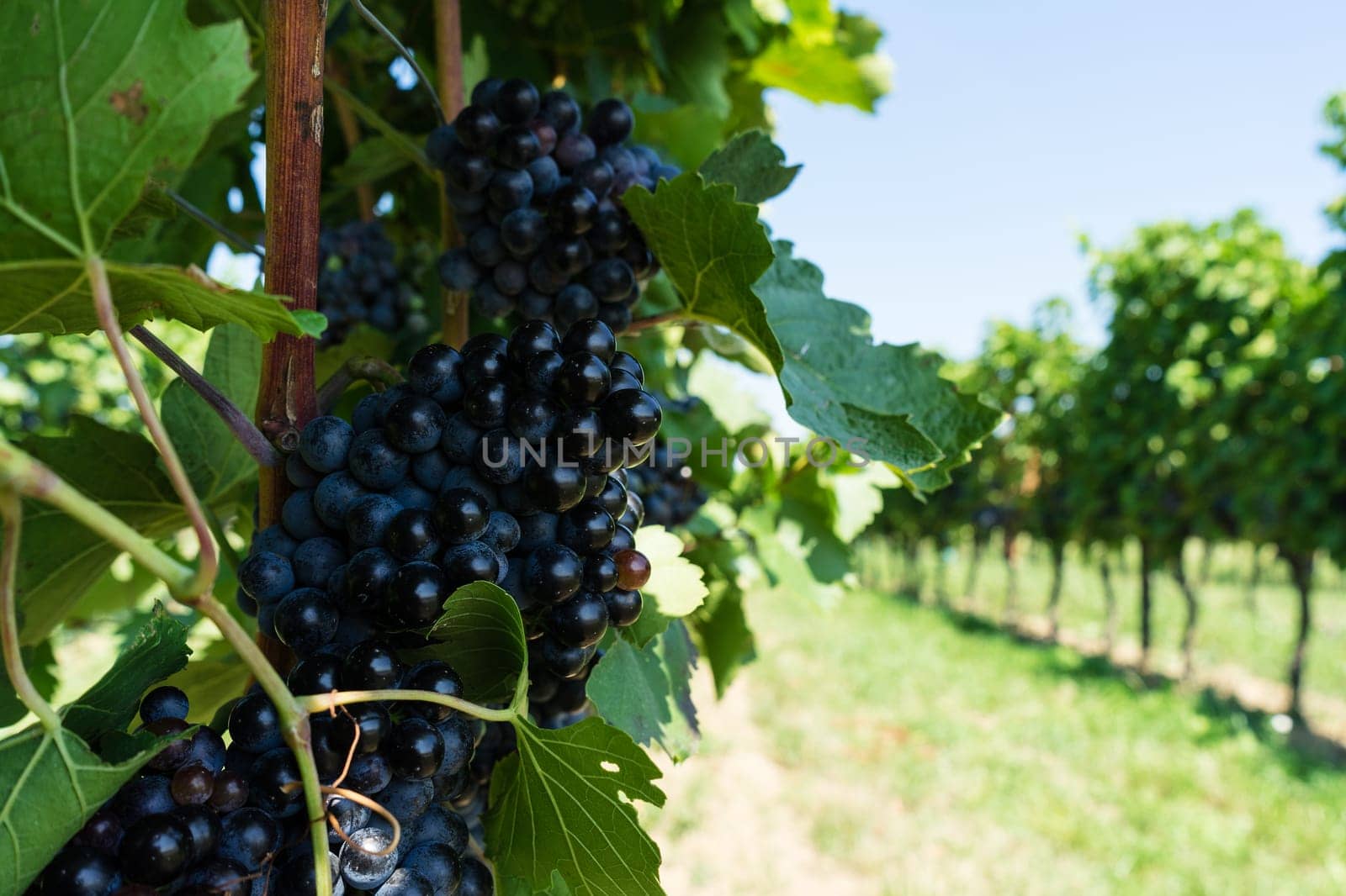 Vine with blue grapes,agricultural landscape with grapes
