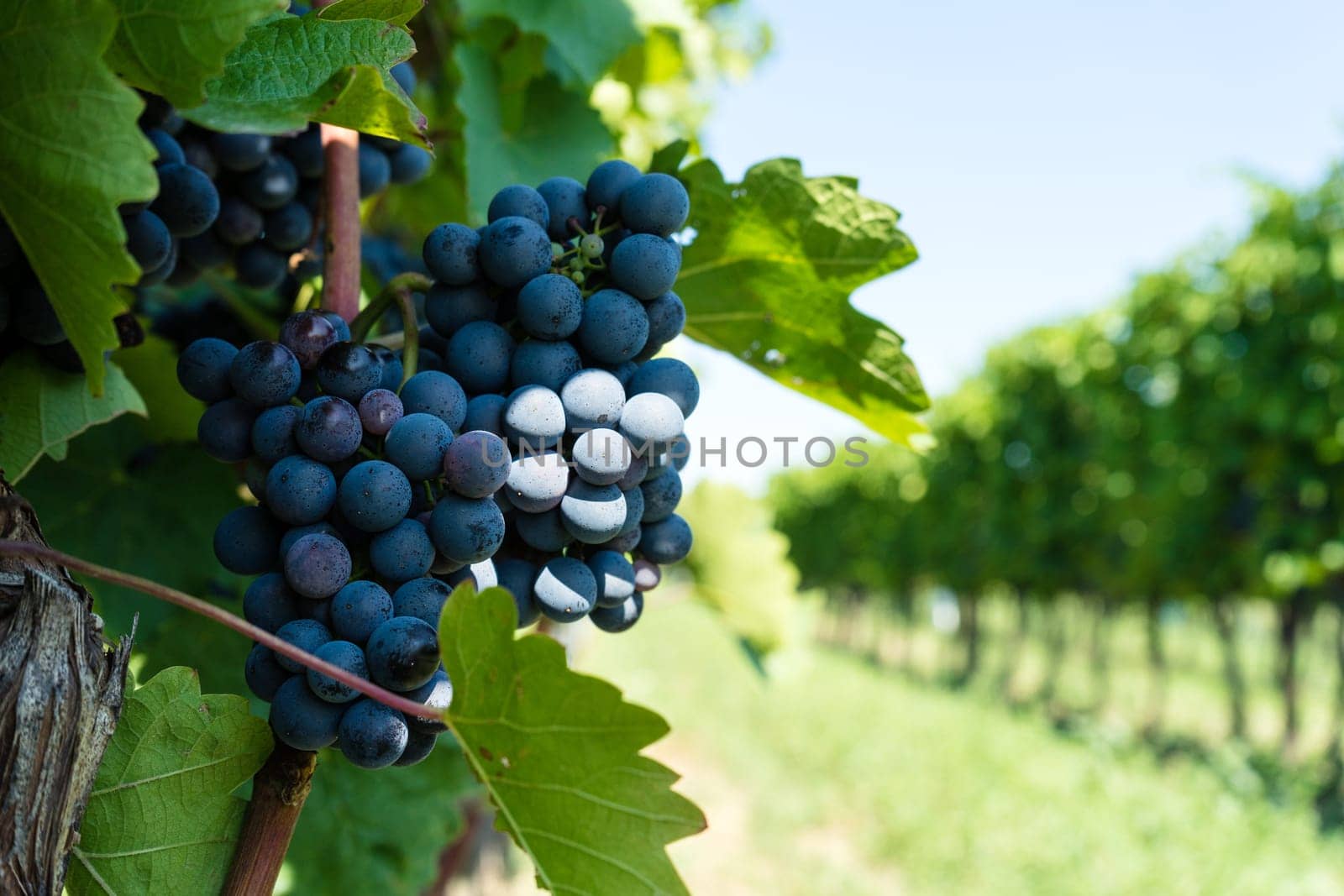 Vine with blue grapes,agricultural landscape with grapes