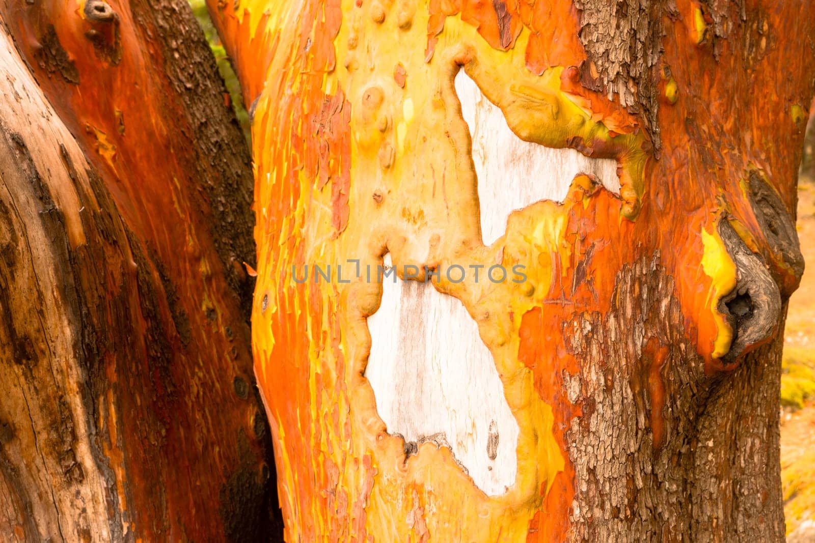 Up close and personal with the Madrona Tree and her bark