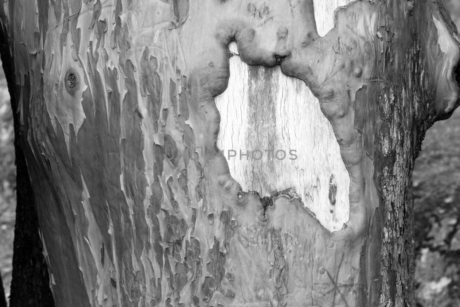 Up close and personal with the Madrona Tree and her bark
