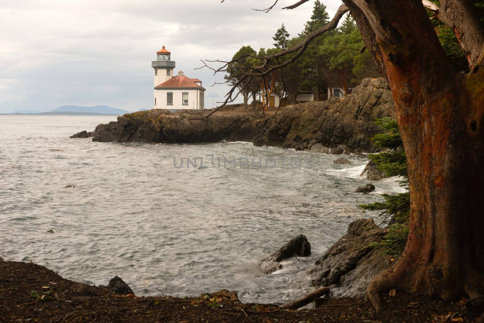 A storm is brewing as this strong Madrona Tree frames Lime Kiln Lighthouse on San Juan Island, Washington