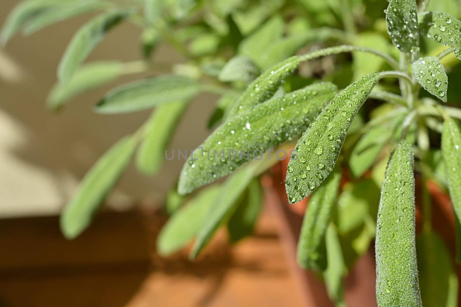 Sage with dew drops on a balcony