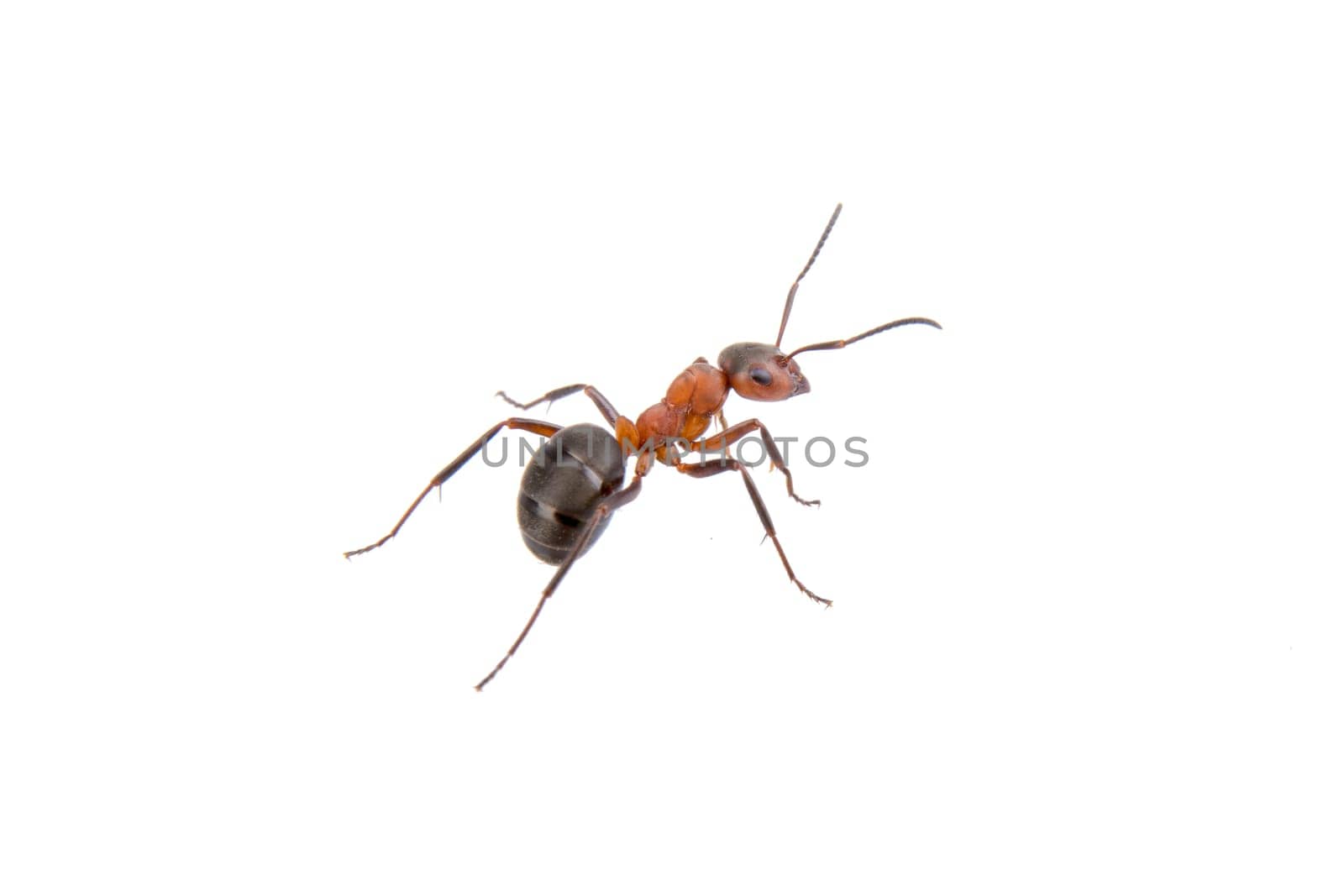 Brown ant isolated on a white background