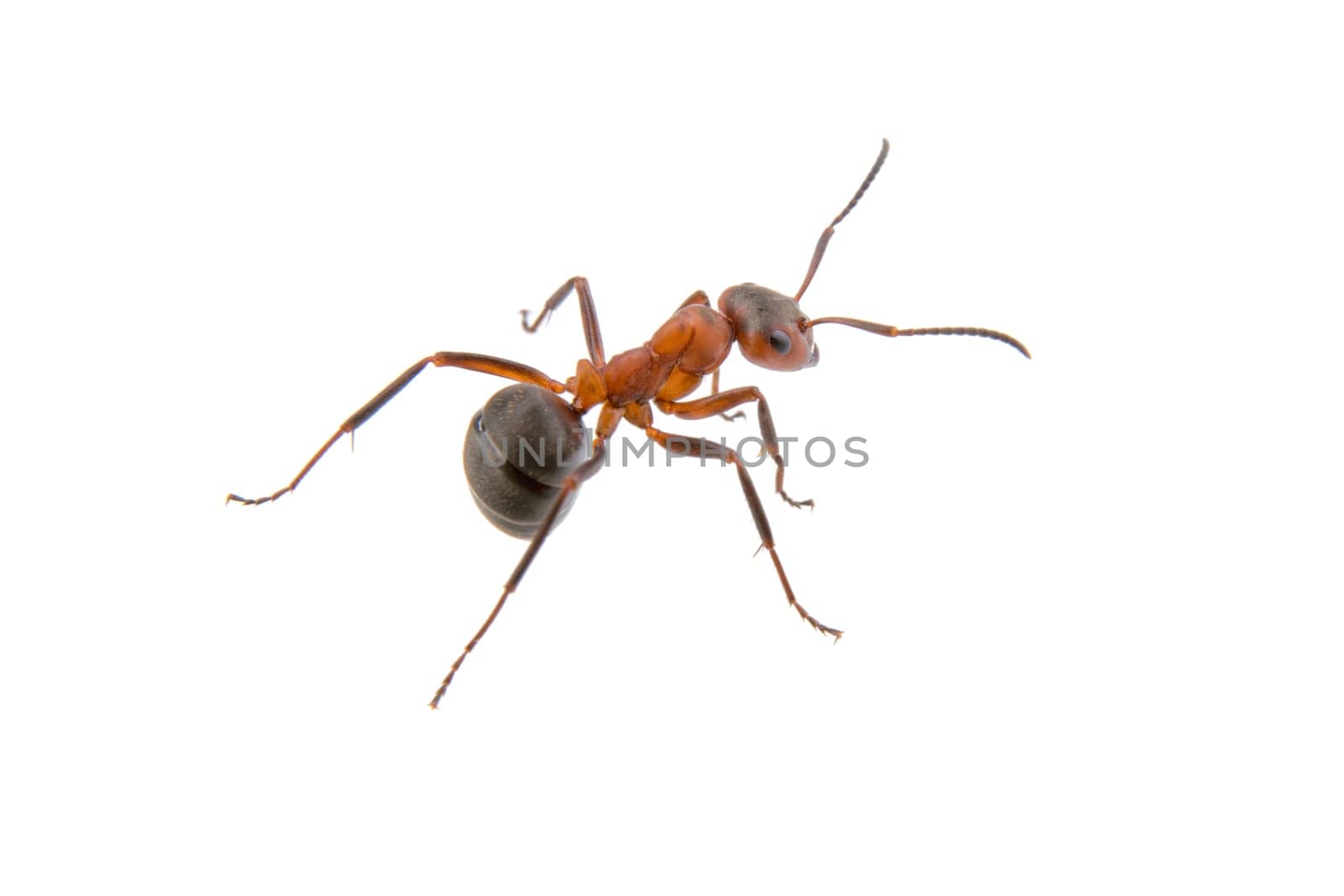 Brown ant isolated on a white background