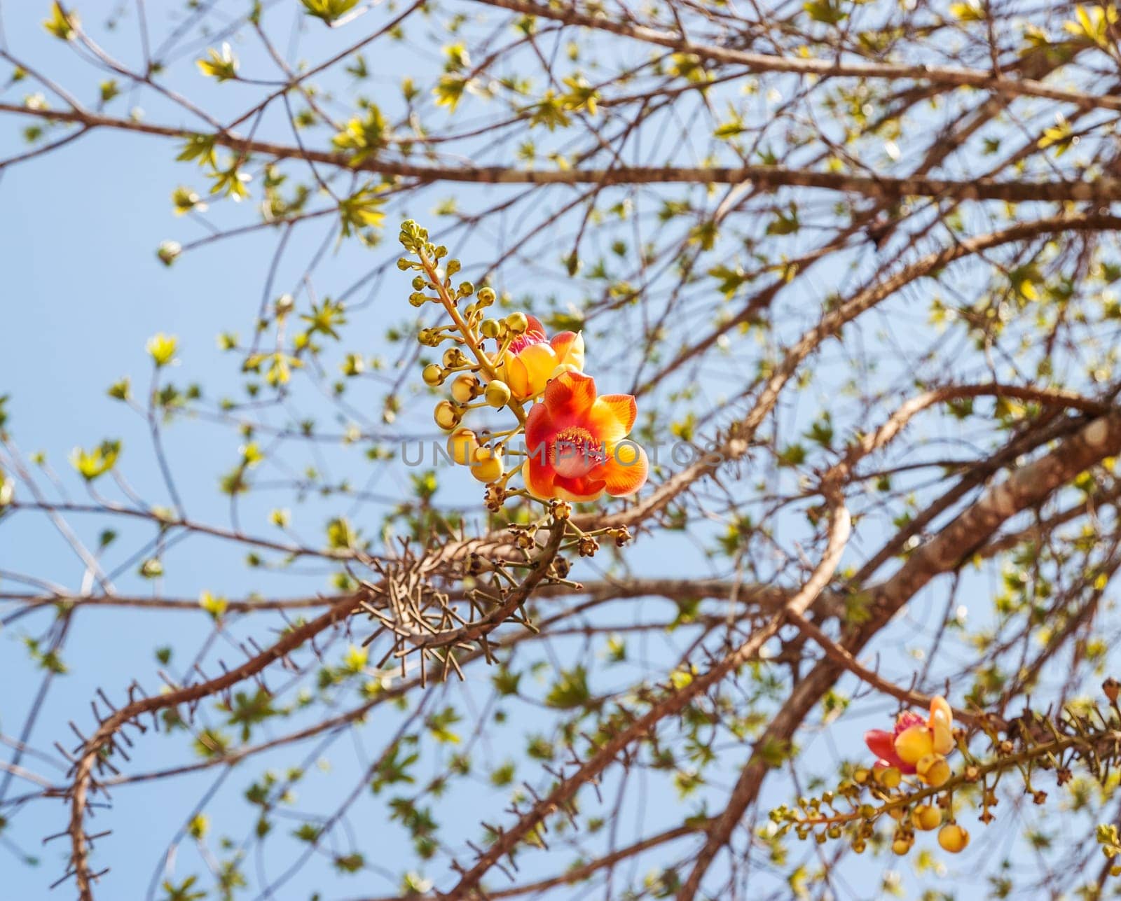 Sal flower and pattern of the tree with blue sky background