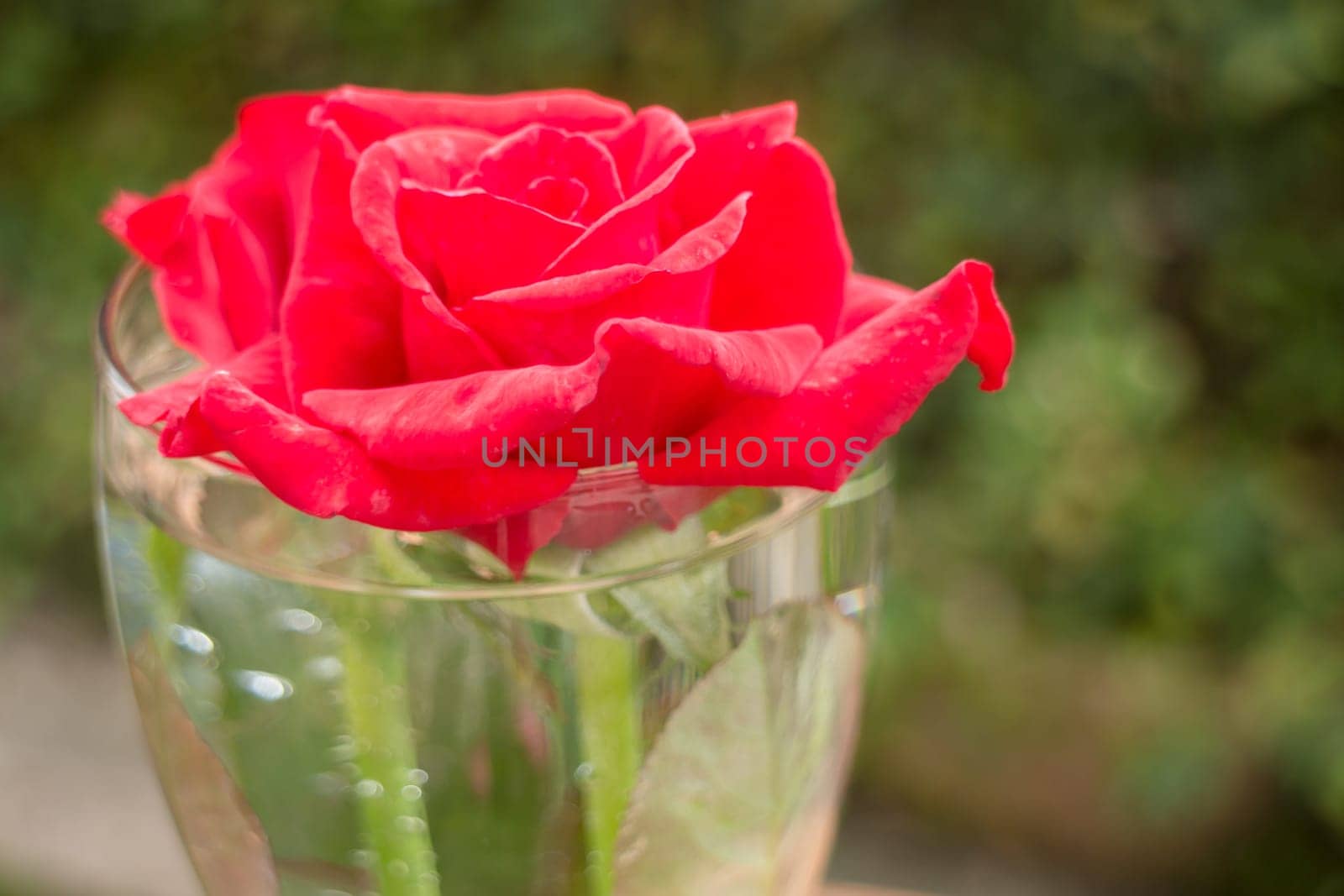 Beautiful red rose in home garden, stock photo