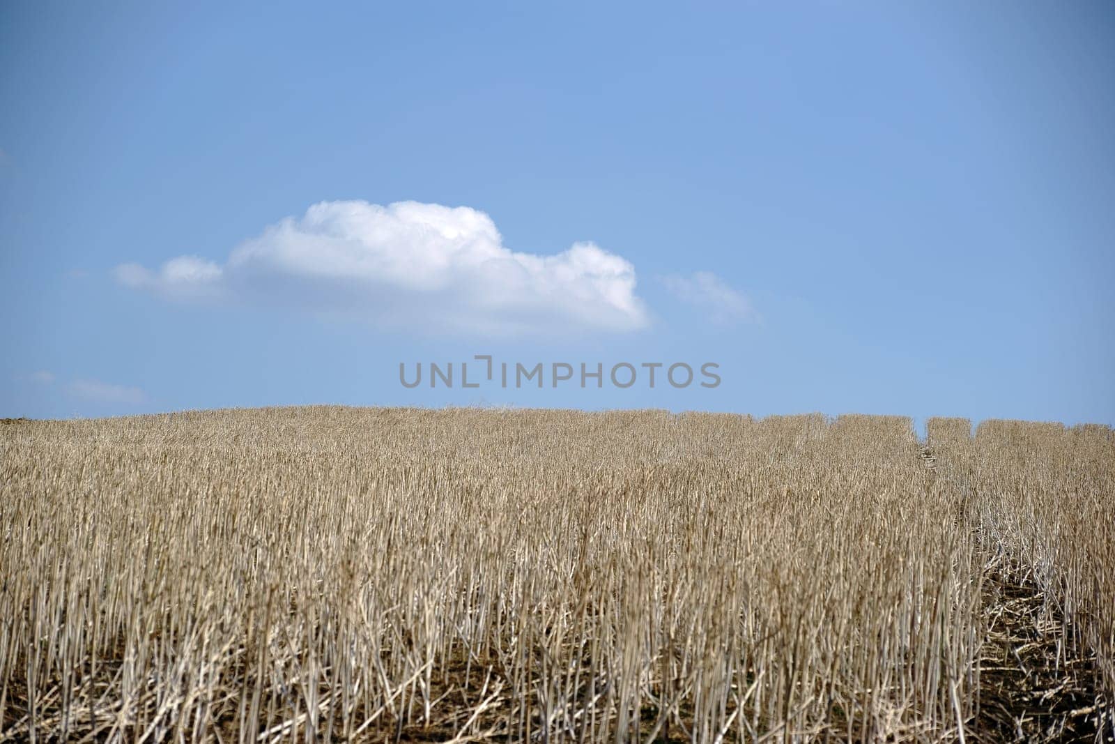 A harvested grain field with dried grain stems.
