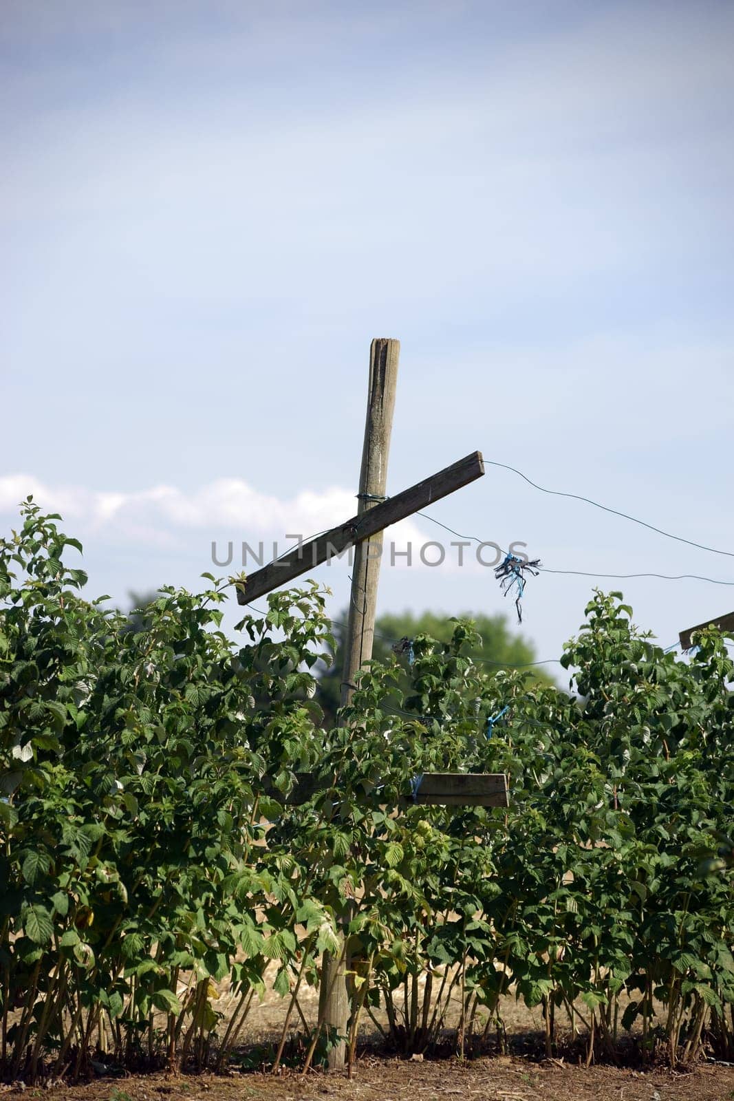 Cross-shaped wooden supports a raspberry shrub.