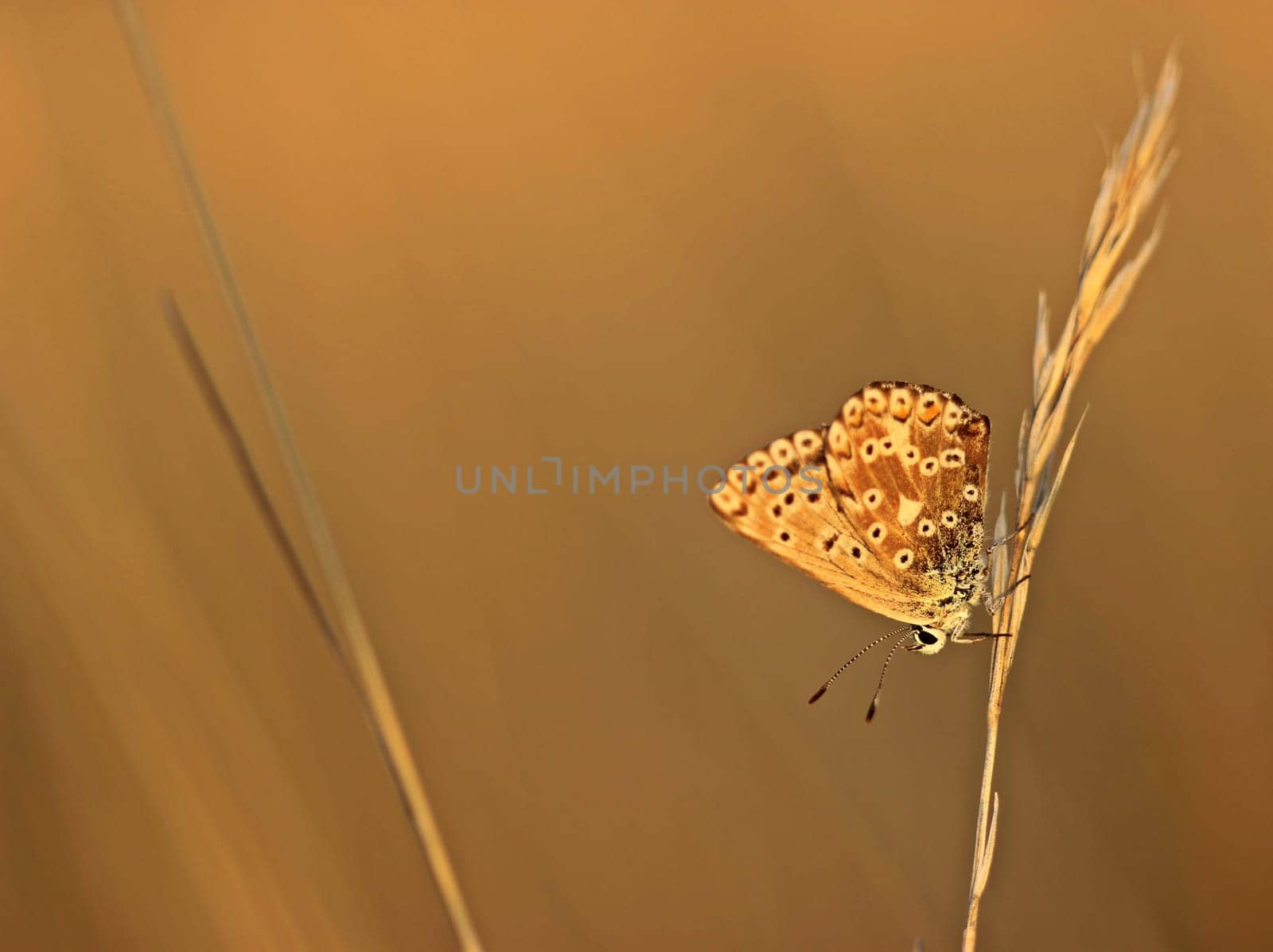 Female silver-green blueling (Polyommatus coridon) in the evening light