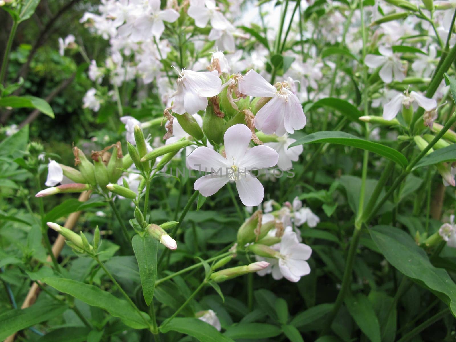 Flowering weed,Saponaria officinalis