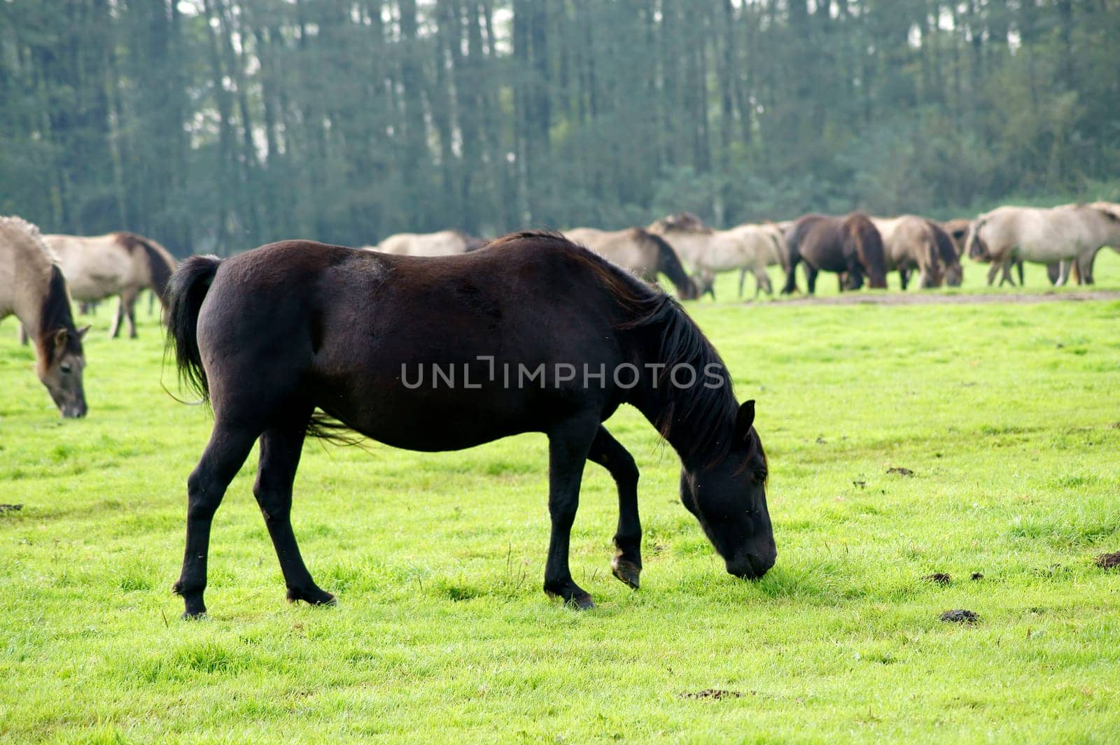 The side profile of a black stallion of an old wild horse breed.