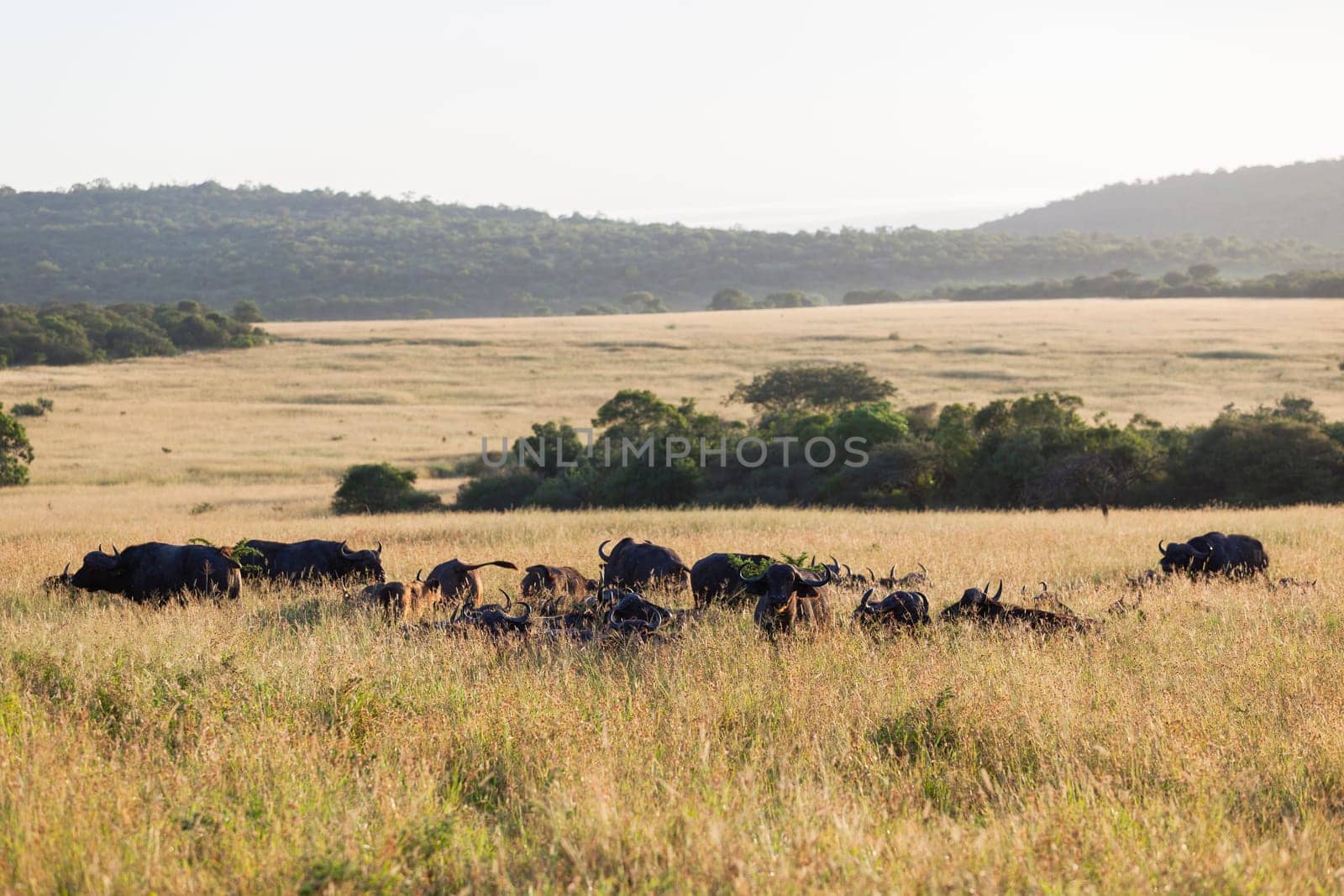 Buffalo animal herd  grassland plateau wildlife reserve park.