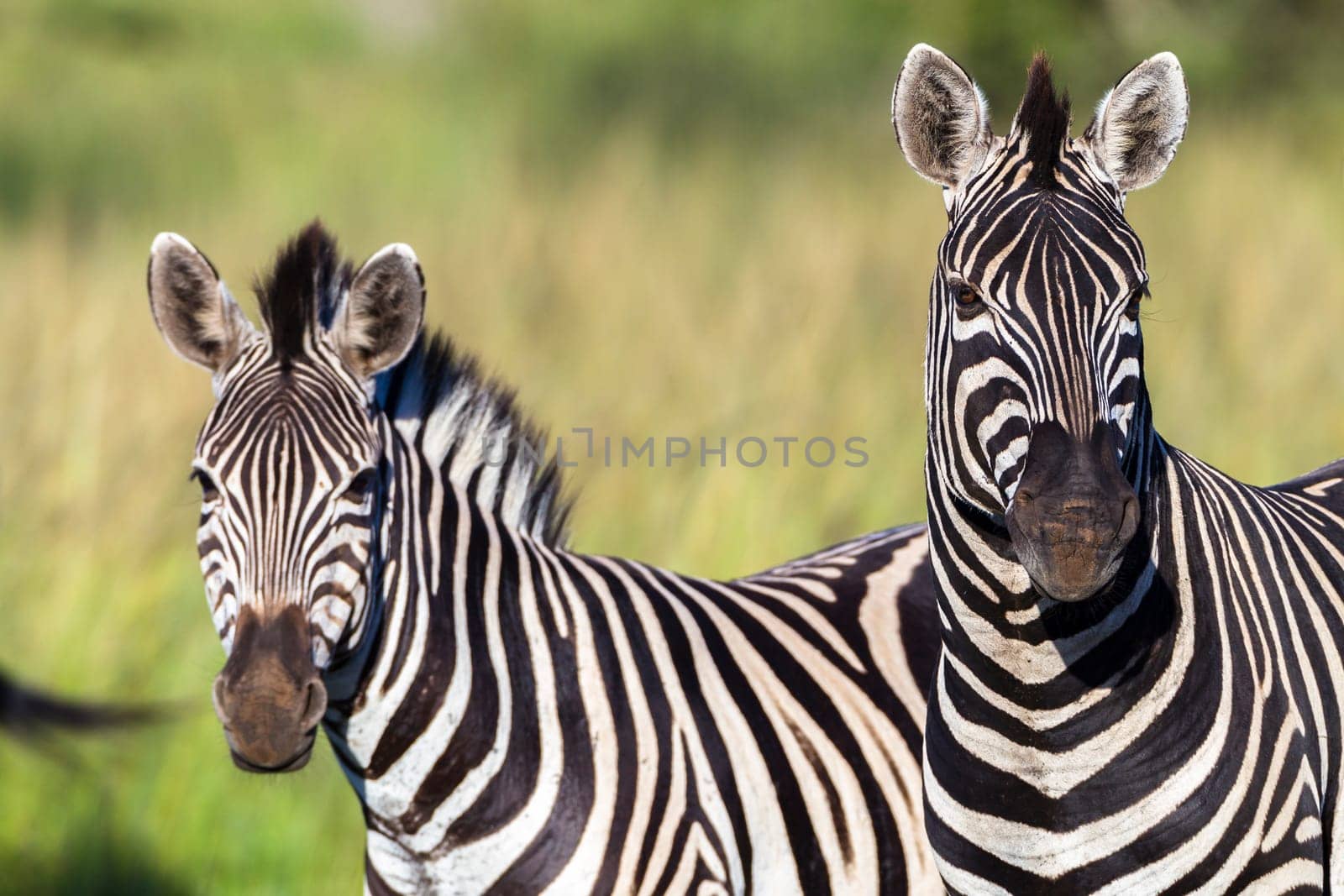 Zebras animals closeup alert grassland plateau wildlife reserve park.